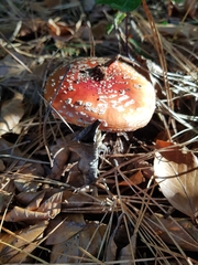 Amanita muscaria