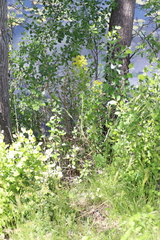 Euphorbia palustris