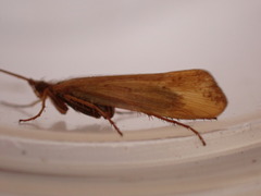 Limnephilus vittatus