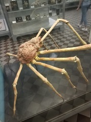 Macrocheira kaempferi