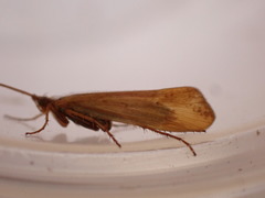 Limnephilus vittatus