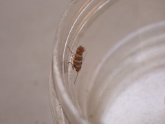 Argyresthia trifasciata