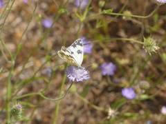 Pontia edusa