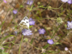 Pontia edusa