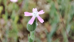 Silene conica