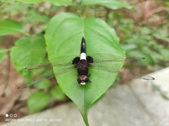 Pseudothemis zonata