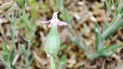 Silene conica