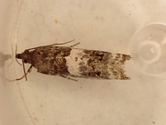 Notocelia trimaculana