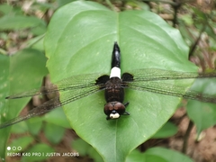 Pseudothemis zonata