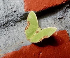 Comibaena integranota