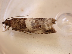 Notocelia trimaculana