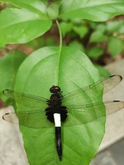 Pseudothemis zonata