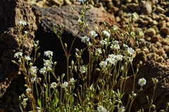 Cerastium sventenii