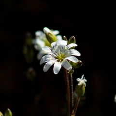 Cerastium sventenii