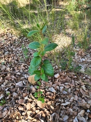 Trymalium odoratissimum