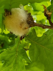 Andricus quercusramuli