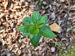 Trymalium odoratissimum