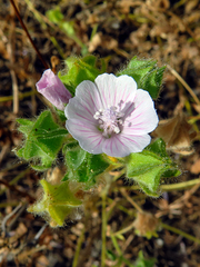 Malva hispanica