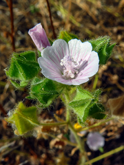 Malva hispanica