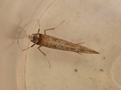 Pseudoswammerdamia combinella