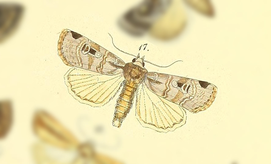 Mentaxya decipiens