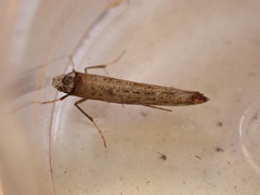 Pseudoswammerdamia combinella