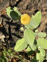 Sida chrysantha