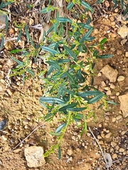 Trymalium ledifolium