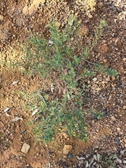 Trymalium ledifolium