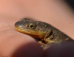 Pleurodeles nebulosus