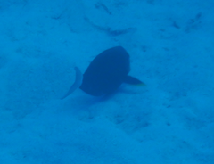 Acanthurus nigricauda