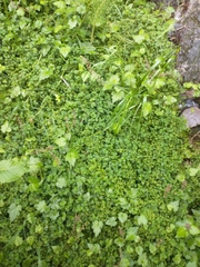 Chrysosplenium glechomifolium