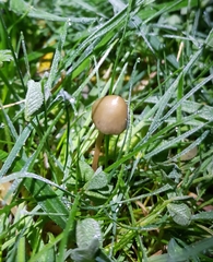Psilocybe semilanceata
