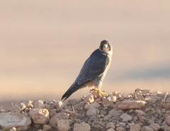 Falco peregrinus brookei