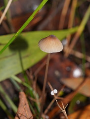 Mycena cystidiosa
