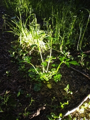 Cardamine breweri