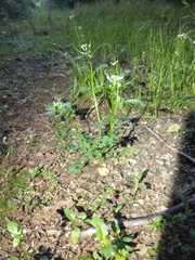 Cardamine breweri