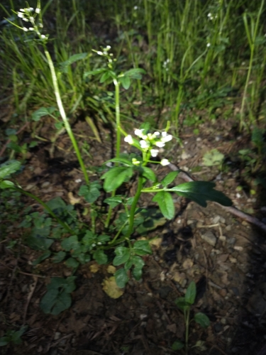 Image of Brewer's Bittercress (Cardamine breweri) by no rights reserved
