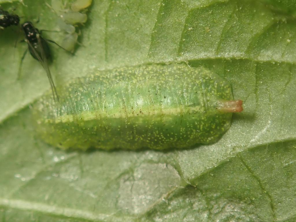 Spring Epistrophe
