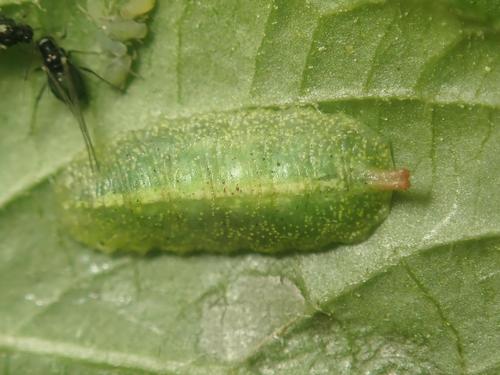 Epistrophe eligans nuotrauka