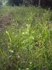 Cardamine breweri