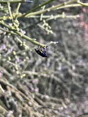 Aplerotus