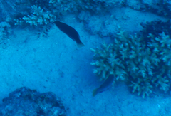 Cirrhilabrus punctatus