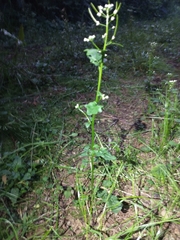 Cardamine breweri