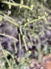 Aplerotus