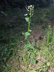 Cardamine breweri