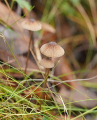 Mycena cystidiosa