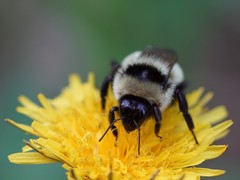Bombus cullumanus