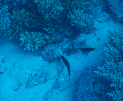 Cirrhilabrus punctatus