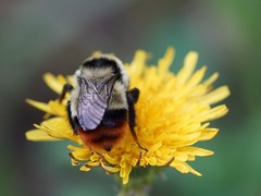 Bombus cullumanus